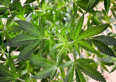 progressiver Caucus des Kongresses fordert For Legalisierung von Marihuana in den ersten sechs Monaten 2021 