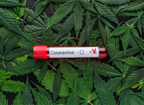 Cannabis Kann Vorbeugung und Behandlung von COVID-19