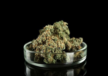 Welche Staaten erlauben medizinisches Marihuana?