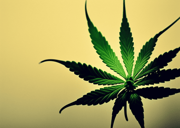 Revolutionierung der Cannabisverpackung: Einführung der Marihuana420-Verpackung
    