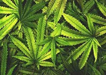 Minnesota beginnt mit der Durchführung von Tests zur Beeinträchtigung von Cannabis am Straßenrand
    