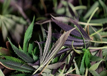 Erneute Forderungen nach Finanzierung von medizinischem Cannabis, da Studie über Schmerzlinderung berichtet