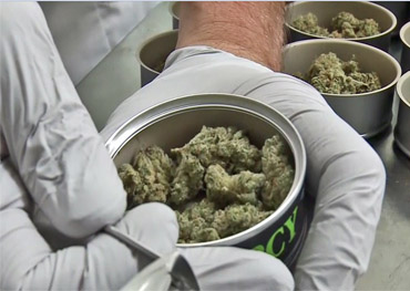 Das kanadische Unternehmen nimmt recycelbare Cannabisverpackungen aus Zinn an