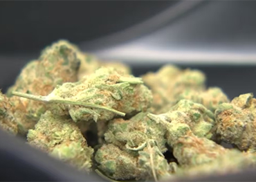 Dutzende Cannabisprodukte wurden wegen giftiger Schimmelpilze im Zusammenhang mit Lungeninfektionen zurückgerufen