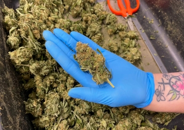 Millionen betrügerischer Cannabis-Verpackungsmaterialien von kalifornischen Behörden beschlagnahmt