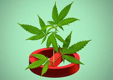DC schließt im Zuge der Cannabis-Repression den 50. illegalen Cannabis-Shop