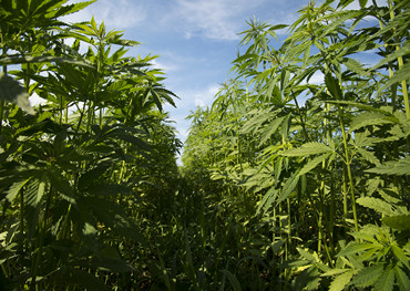 Unterbrechungen in der Lieferkette treffen Cannabisverpackungen