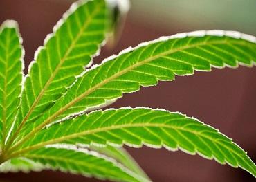  2020 Gesetzgebung zur Reform der Marihuana-Politik