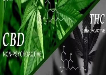 Die FDA der Vereinigten Staaten hat die Cannabisforschung der letzten 50 Jahre überprüft und die zukünftige Forschung zu Cannabisderivaten und CBD erneut untersucht und bewertet.
    